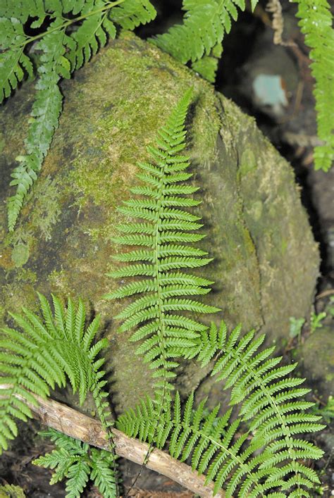 縮羽金星蕨|金星蕨屬 (Parathelypteris) 照顧，種植，繁殖，開花時間